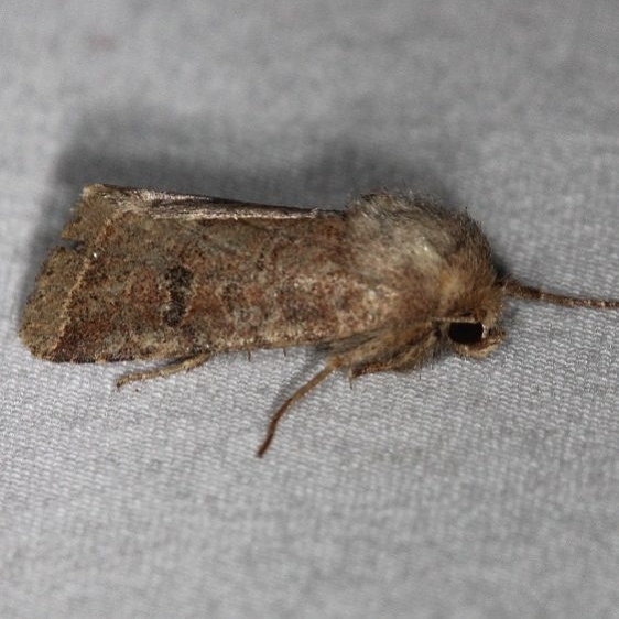 10563 Ruddy Quaker Moth Thunder Lake UP Mich 6-21-14