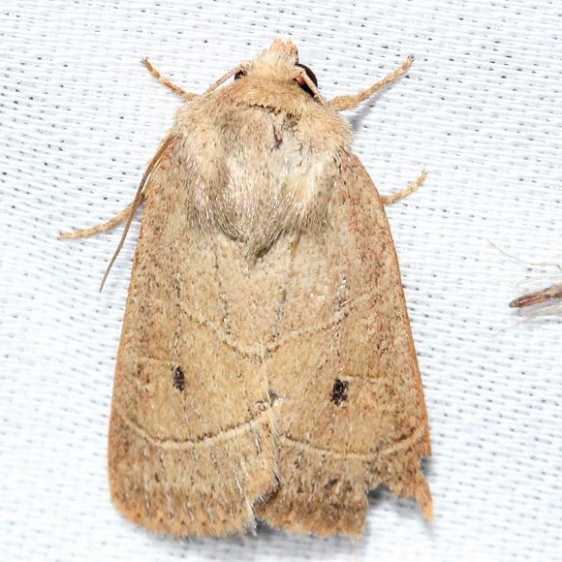 10567 Sheathed Quaker Moth Alexander Springs Ocala Natl Forest 3-18-13