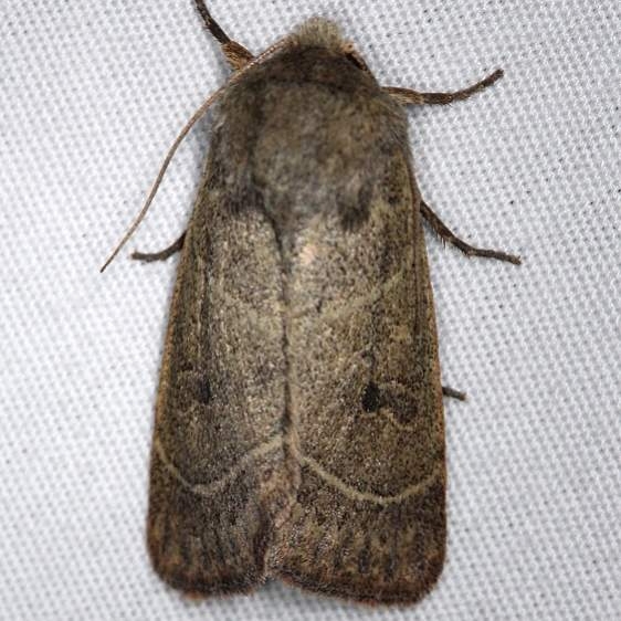 10567 Sheathed Quaker Moth Thunder Lake UP Mich 6-21-14