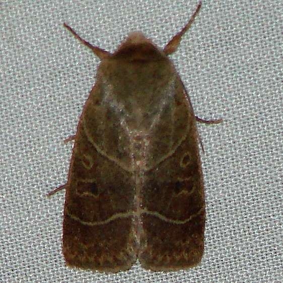 10567 Sheathed Quaker Moth Ulolonche culea yard 5-13-10