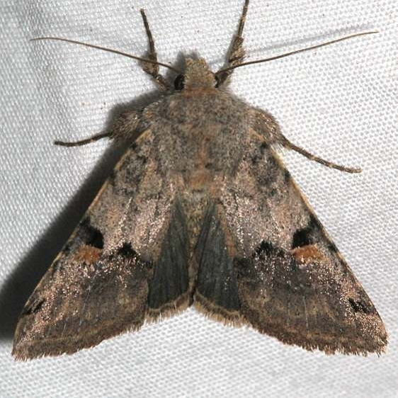 10573 Ulolonche disticha Colorado Natl Monument 6-16-17 (326)_opt