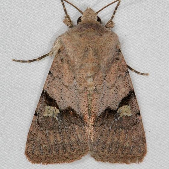 10573 Ulolonche disticha Devil's Canyon Campground National Forest Utah 6-7-17 (101)_opt