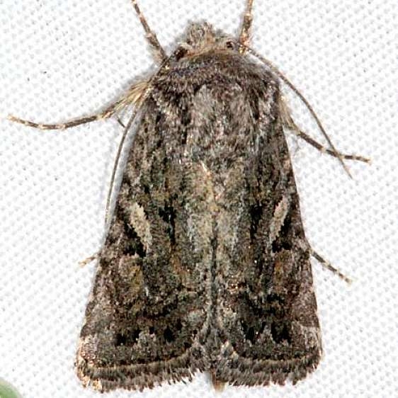 10574 Ulolonche orbiculata BG Fool Hollow St Pk Ariz 5-23-17