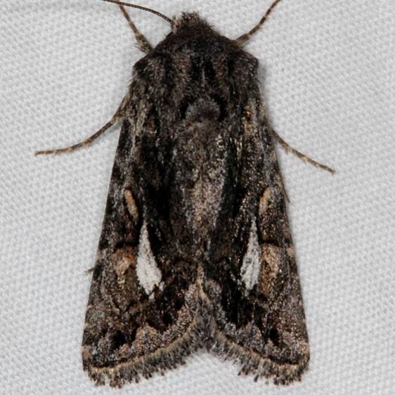 10574 Ulolonche orbiculata White House campground Grand Staircase Escalnte Utah 5-25-17 (58)_opt