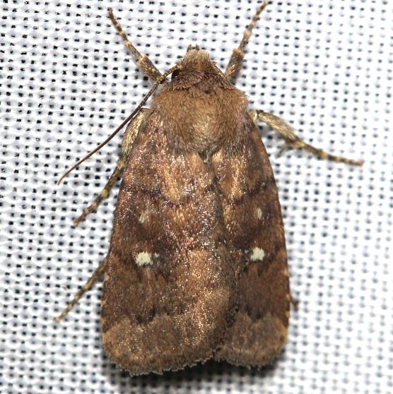 10578 Small Brown Quaker1 yard 7-27-12