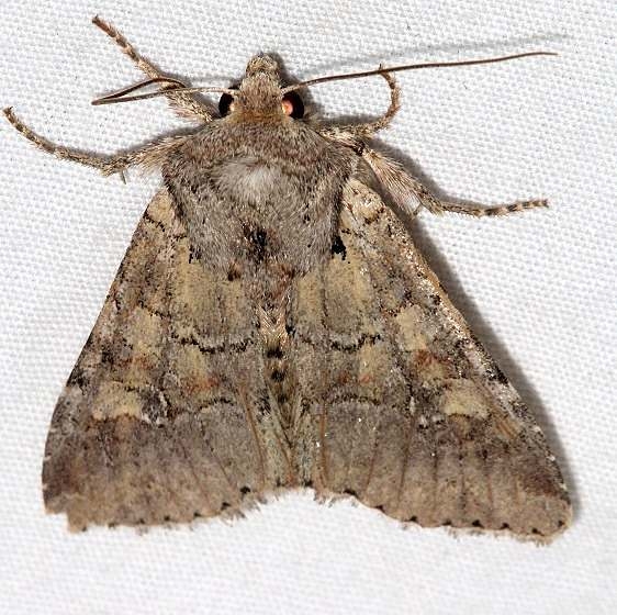 10582 Pseudorthodes irrorata tentative Black Canyon at the Gunnison Natl Pk Colorado 6-15-17 (92)_opt