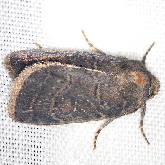 10585-Rustic-Quaker-Moth-Shawnee-St-Pk-Oh-6-15-13