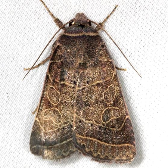 10585 Rustic Quaker Moth yard 8-7-13