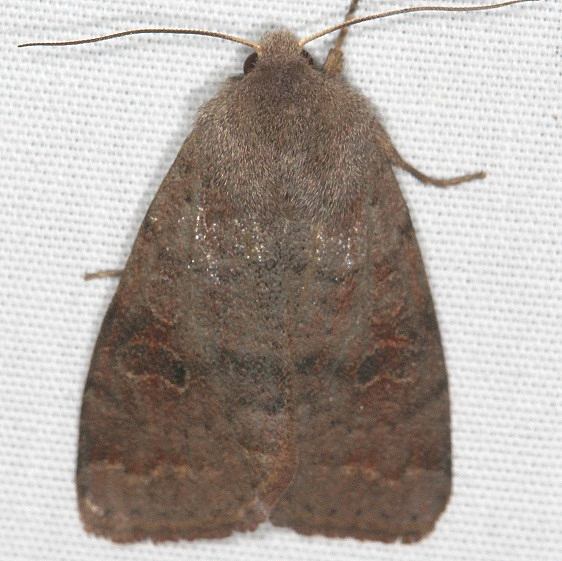 10587 Cynical Quaker Moth tentative yard 4-8-20
