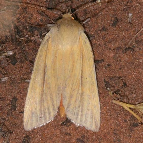 10613 Neleucania praegracilis Colorado National Monument 6-18-17 (20)_opt