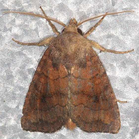 10627 Signate Quaker Moth Battelle Darby Metro Nature Center 7-20-19