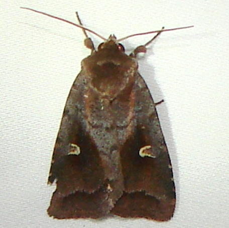 10627-Tricholita-signata-Kissimmee-Prairie-St-Pk-3-12-11