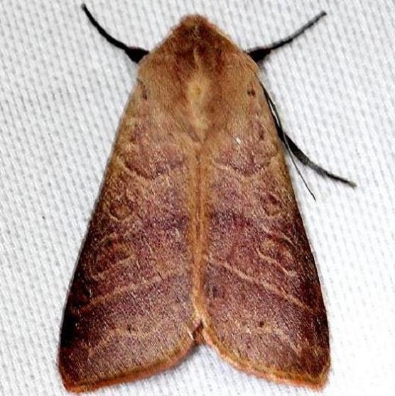 10633 Marilopteryx lutina Everglade Natl Pk Nike Missle Rd 3-5-13