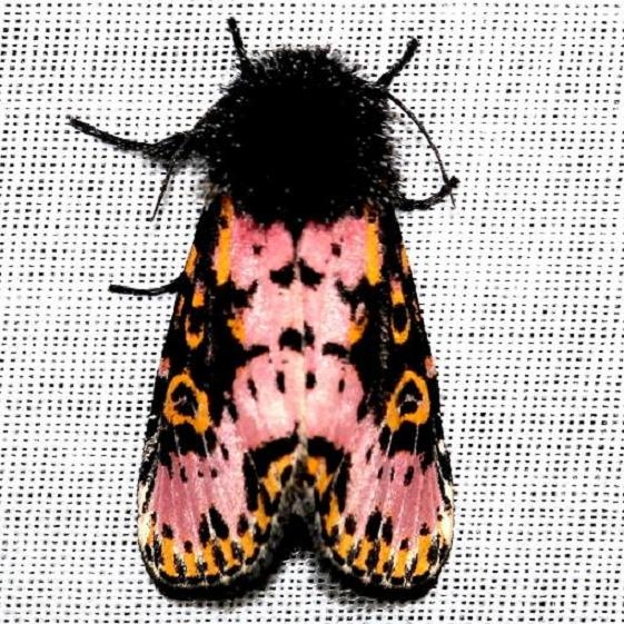 10640 Spanish Moth Everglade Natl Pk Nike Missle Rd 3-5-13