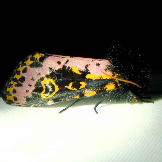 10640-Spanish-Moth-Mahogany-Hammock-Everglades-2-27-12