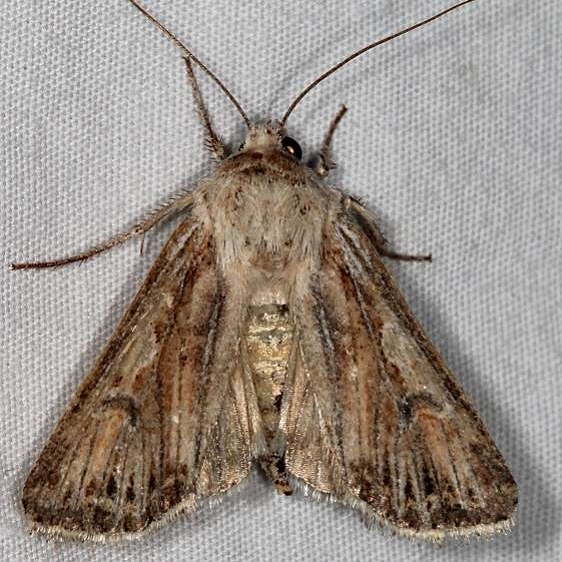 10642 Agrotis daedalus Moab RV Resort Moab Utah 6-3-17 (23)_opt