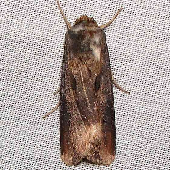 10651 Venerable Dart Moth Anita