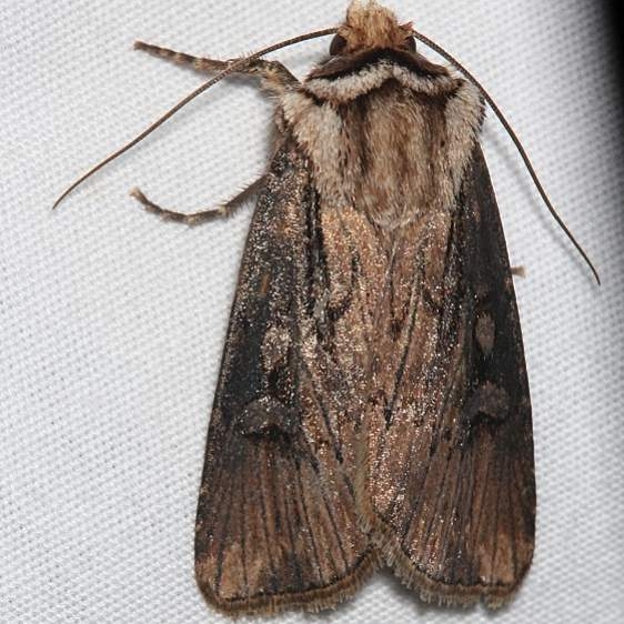 10658 Agrotis stigmosa Rocky Mountain Natl Pk Colorado 6-22-17 (1)_opt