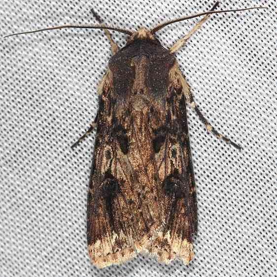 10661 Agrotis malefida Rascal Dart Collier Seminole St Pka 3-2-14 (104)_opt