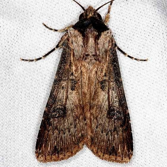 10661 Rascal Dart NABA Gardens Texas 11-3-13 (87)_opt