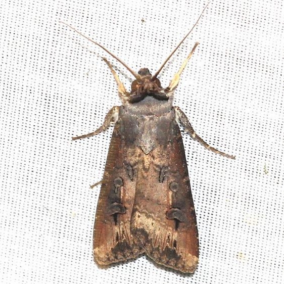 10663 Ipsilon Dart Moth yard 6-9-12