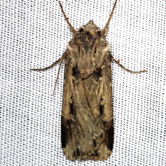 10664 Subterranean Dart Alexander Springs Ocala Natl Foresta 3-18-13 (45)