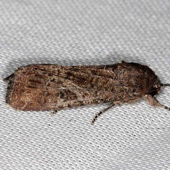 10665 Repleta Dart Moth tenative NABA Gardens Texas 11-3-13