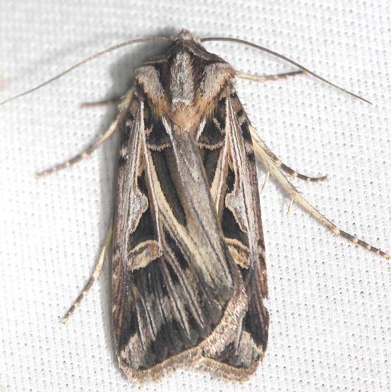 10670 Dingy Cutworm yard 9-4-12