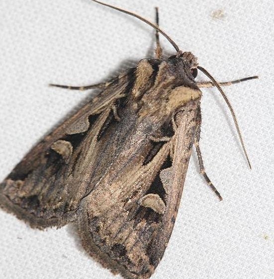 10676 Masters Dart Moth yard 8-21-12