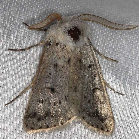 10696 Eucoptocnemis dapsilis Big Lagoon St Pka 11-12-13 (18)_opt