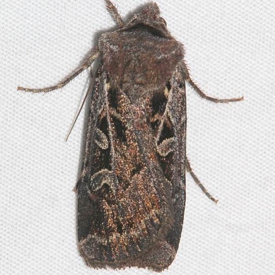 10702 Euxoa divergens Golden Gate Canyon St Pk Colorado 6-28-17 (2)_opt