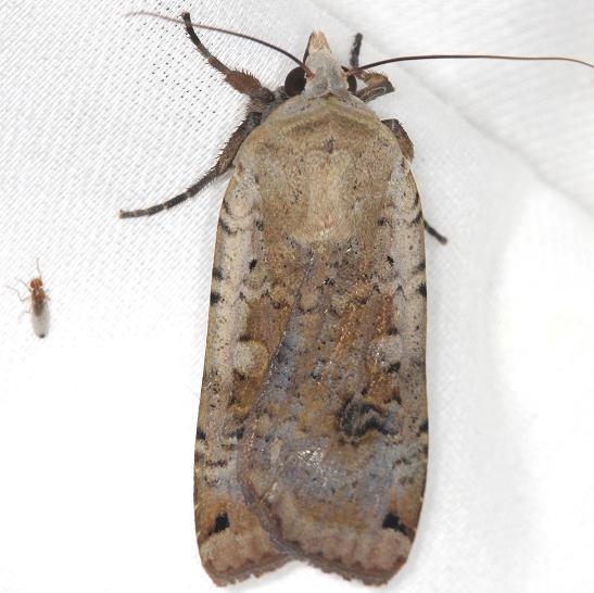 10705 Reaper Dart Moth yard 5-27-13