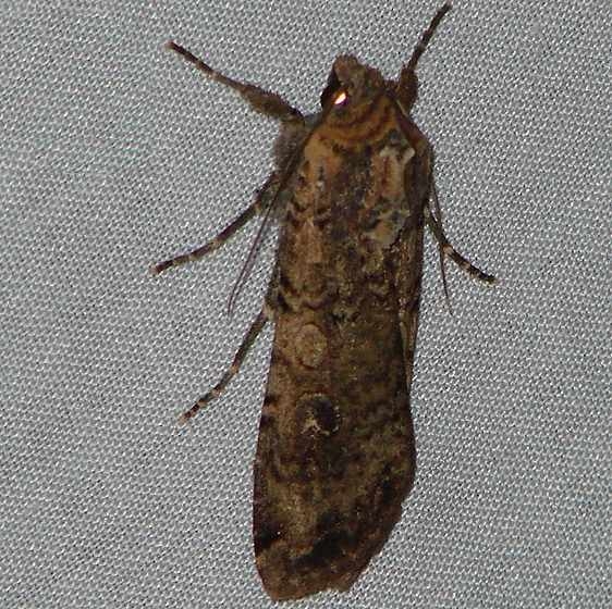 10727 Fawn Brown Dart Moth yard 10-21-09 (2)_opt
