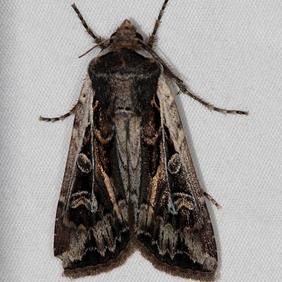 10731 Euxoa auxiliaris Mesa Verde Natl Pk Colorado 6-10-17 (5)_opt