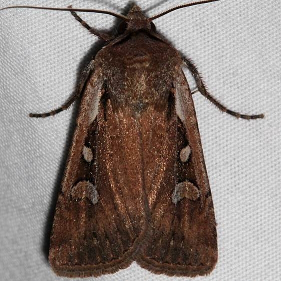 10733 Euxoa terrealis Mesa Verde Colorado 6-11-17 (41)_opt