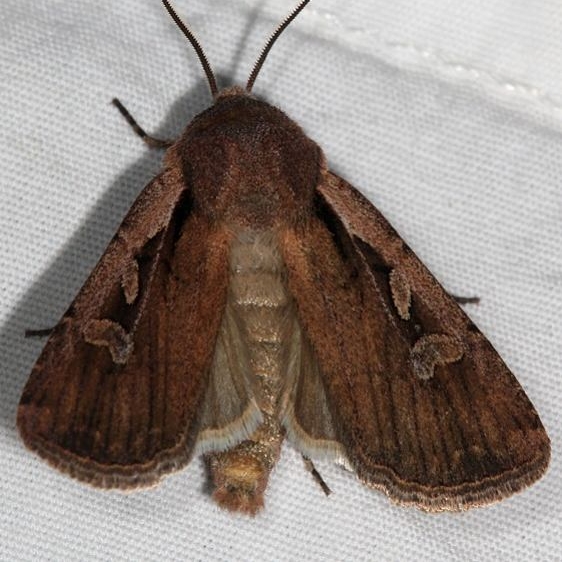 10733 Euxoa terrealis Mesa Verde National Pk Colorado 6-9-17 (36)_opt