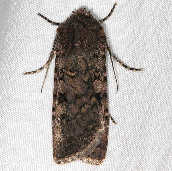 10742 Euxoa terrenus Bluewater Lake St Pk New Mexico 5-20-17 (15)_opt