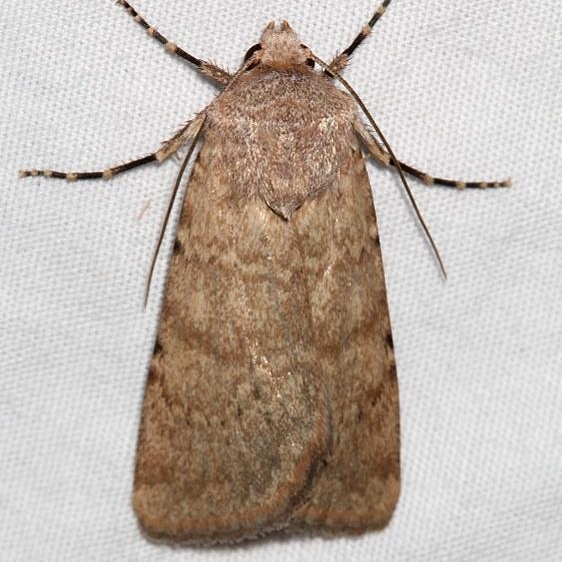 10746 Euxoa scotogrammoides Colorado National Monument 6-18-17 (23)_opt