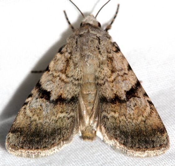 10747-Euxoa-annulipea-BG-Colorado-National-Monument-6-17-17