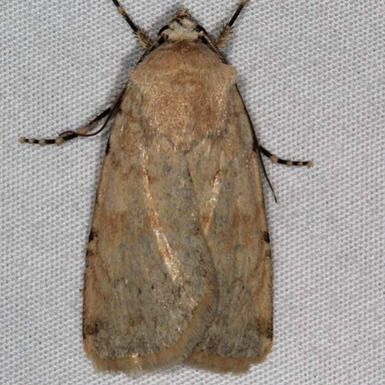 10746 Euxoa scotogrammoides White House Campground Grand Staircase Escalante Utah 5-26-17