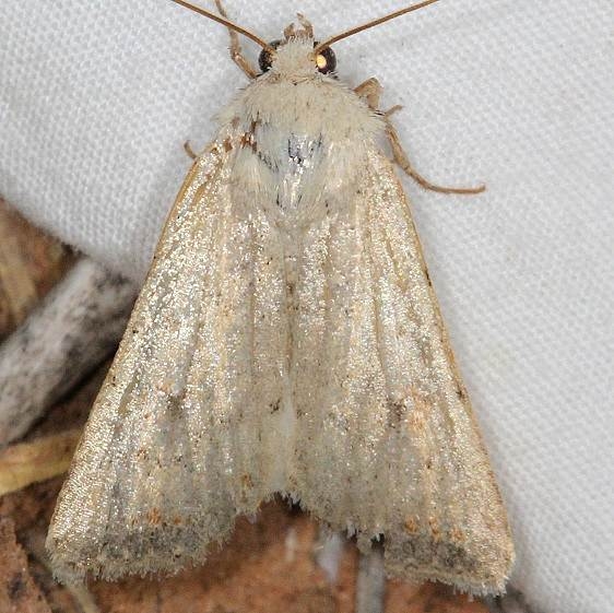 10763 Euxoa spumata tentative Devil