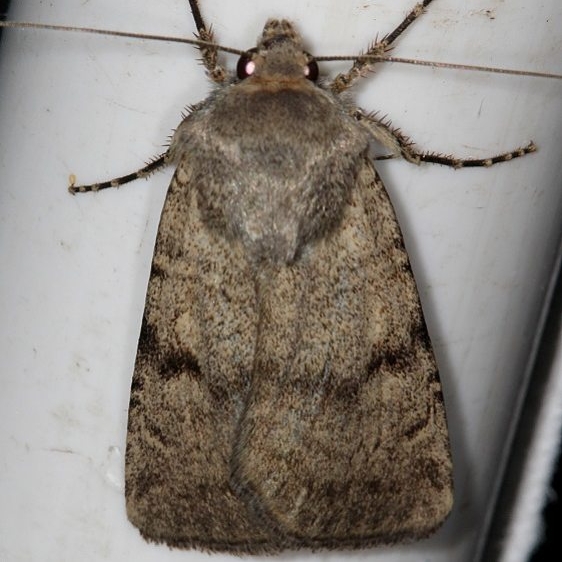 10794 Euxoa setonia Mesa Verde Natl Pk Colorado 6-10-17 (43)_opt