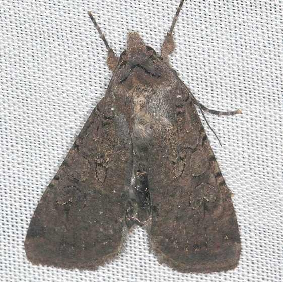 10803 Fleece-winged Dart Moth yard 8-10-16_opt