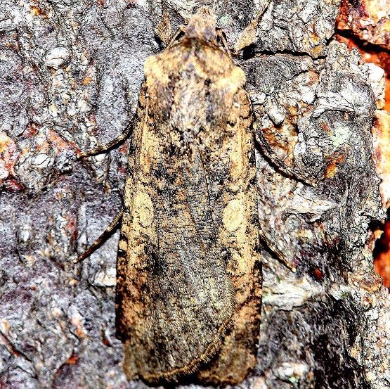 10805 Tessellate Dart Moth yard 7-25-12