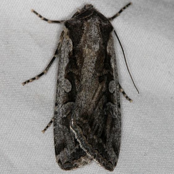 10826 Euxoa idahoensis Mesa Verde Natl Pk Colorado 6-10-17 (52)_opt