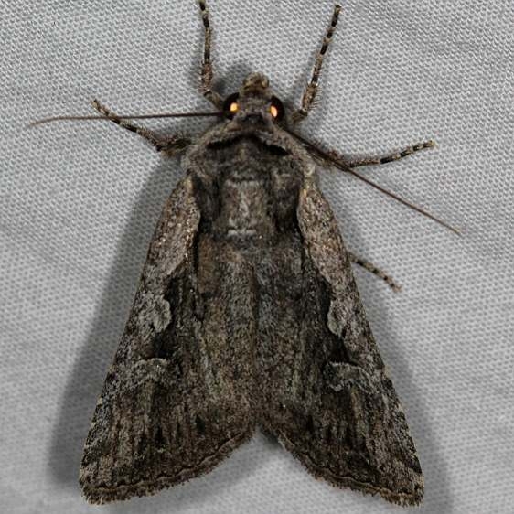 10826.1 Euxoa furtivus Mesa Verde Natl Pk Colorado 6-10-17 (35)_opt