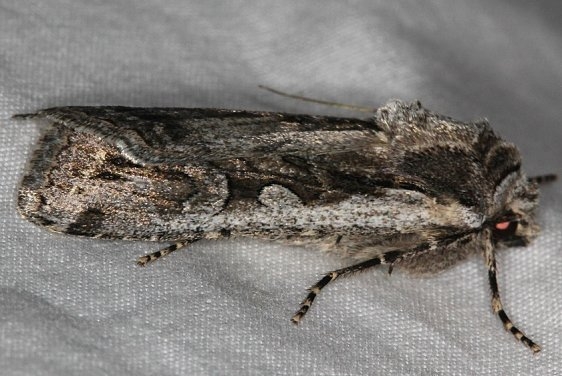 10826.1 Euxoa furtivus Mesa Verde Natl Pk Colorado 6-10-17 (36)_opt