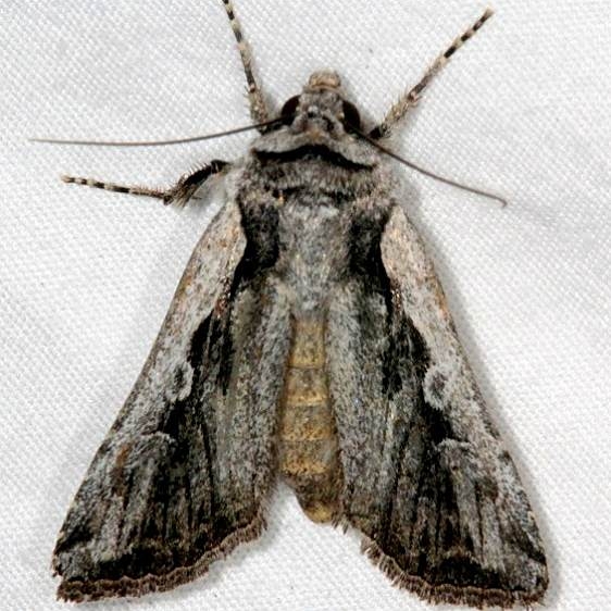 10868.97 Unidentified Euxoa Moth BG White House campground Grand Staircase Escalante Utah 5-25-17 (68)_opt