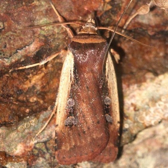 10891 Flame-shouldered Dart Leslie