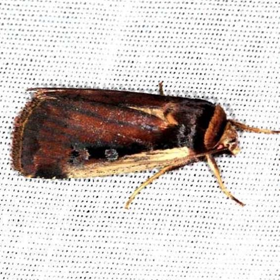 10891 Flame-shouldered Dart yard 7-31-13 (17)_opt